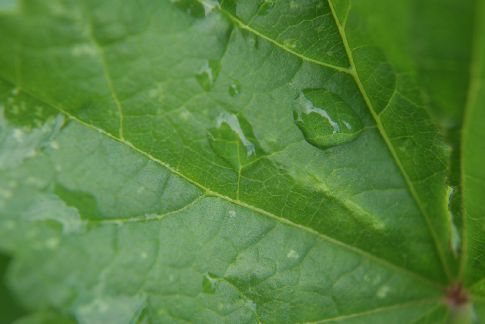 Fonds d'cran Nature Feuilles - Feuillages 