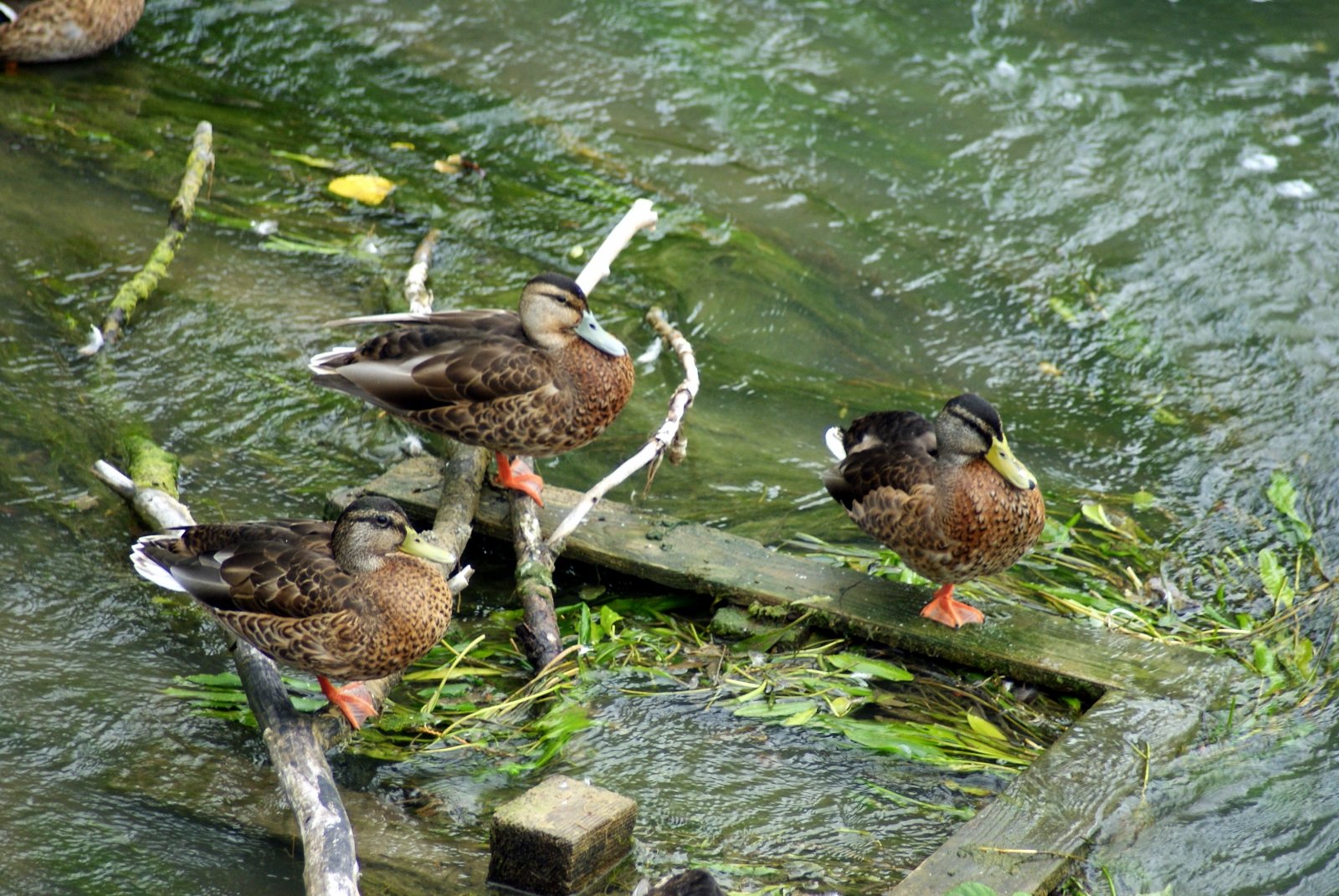 Wallpapers Animals Birds - Ducks 