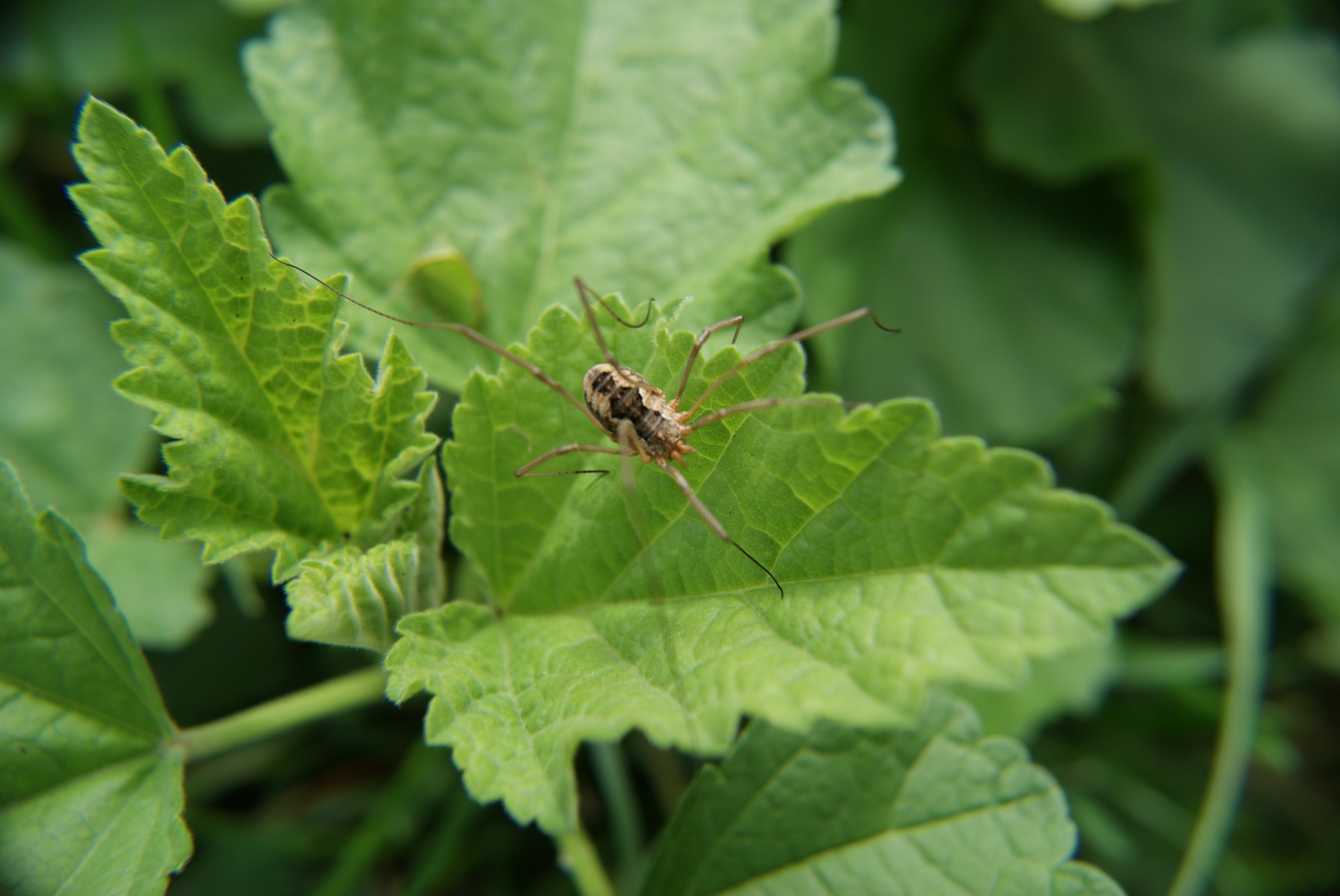 Fonds d'cran Animaux Araignes 