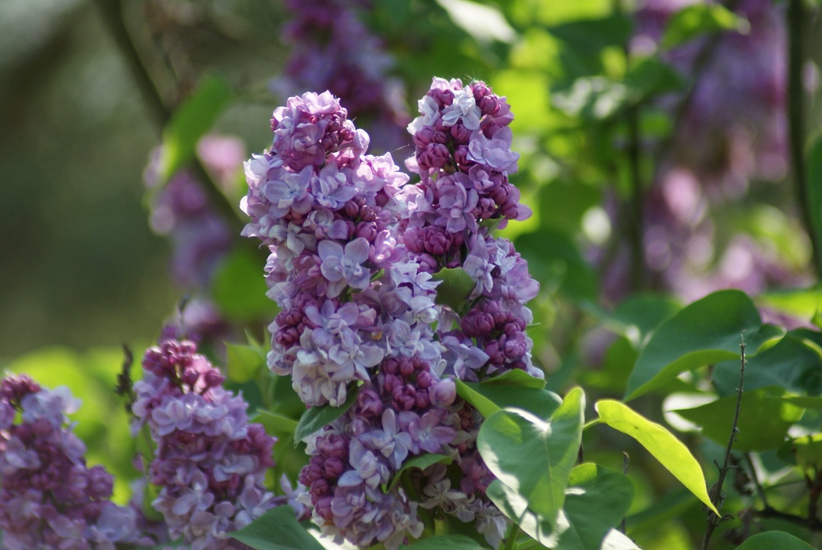 Fonds d'cran Nature Fleurs 