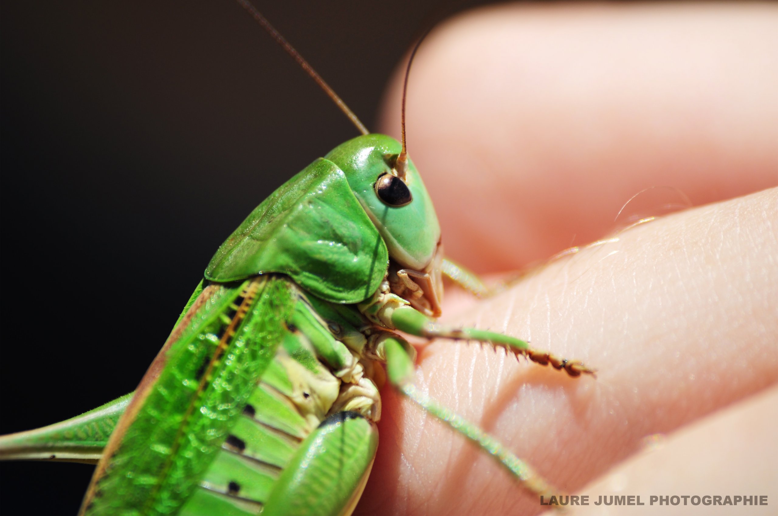 Wallpapers Animals Insects - Grasshoppers and Locusts 