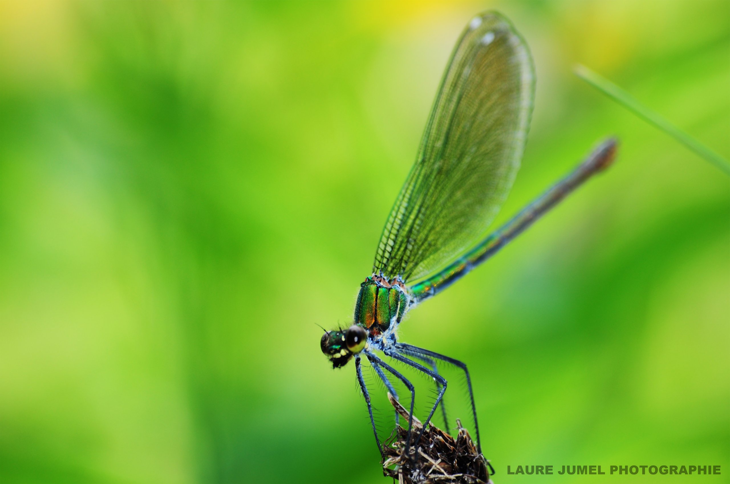 Wallpapers Animals Insects - Dragonflies 