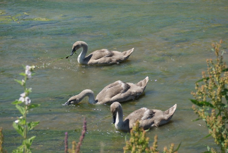 Fonds d'cran Animaux Oiseaux - Cygnes Wallpaper N284087