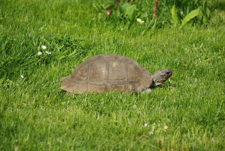 Fonds d'cran Animaux Tortues Wallpaper N284092