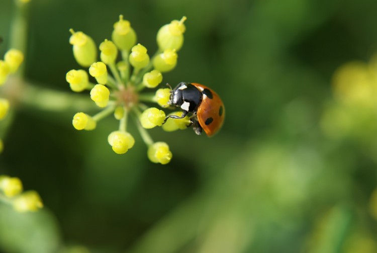 Wallpapers Animals Insects - Ladybugs Wallpaper N284093