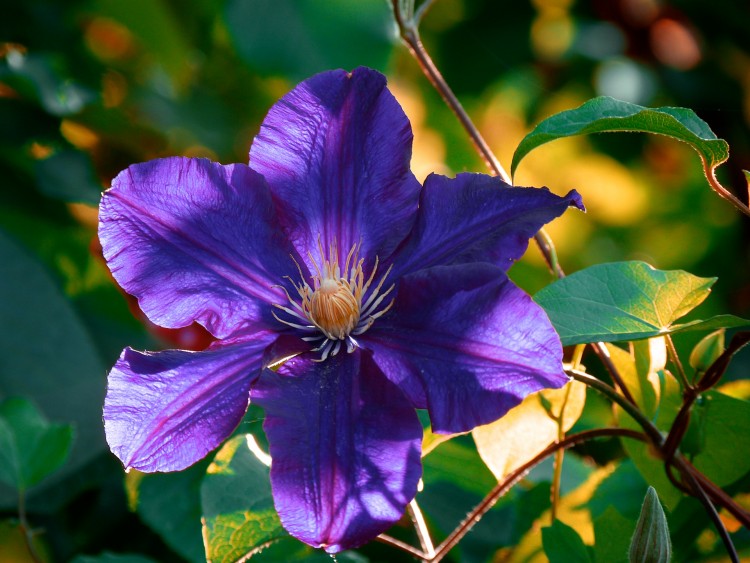 Fonds d'cran Nature Fleurs clmatite