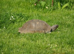 Fonds d'cran Animaux Image sans titre N284092