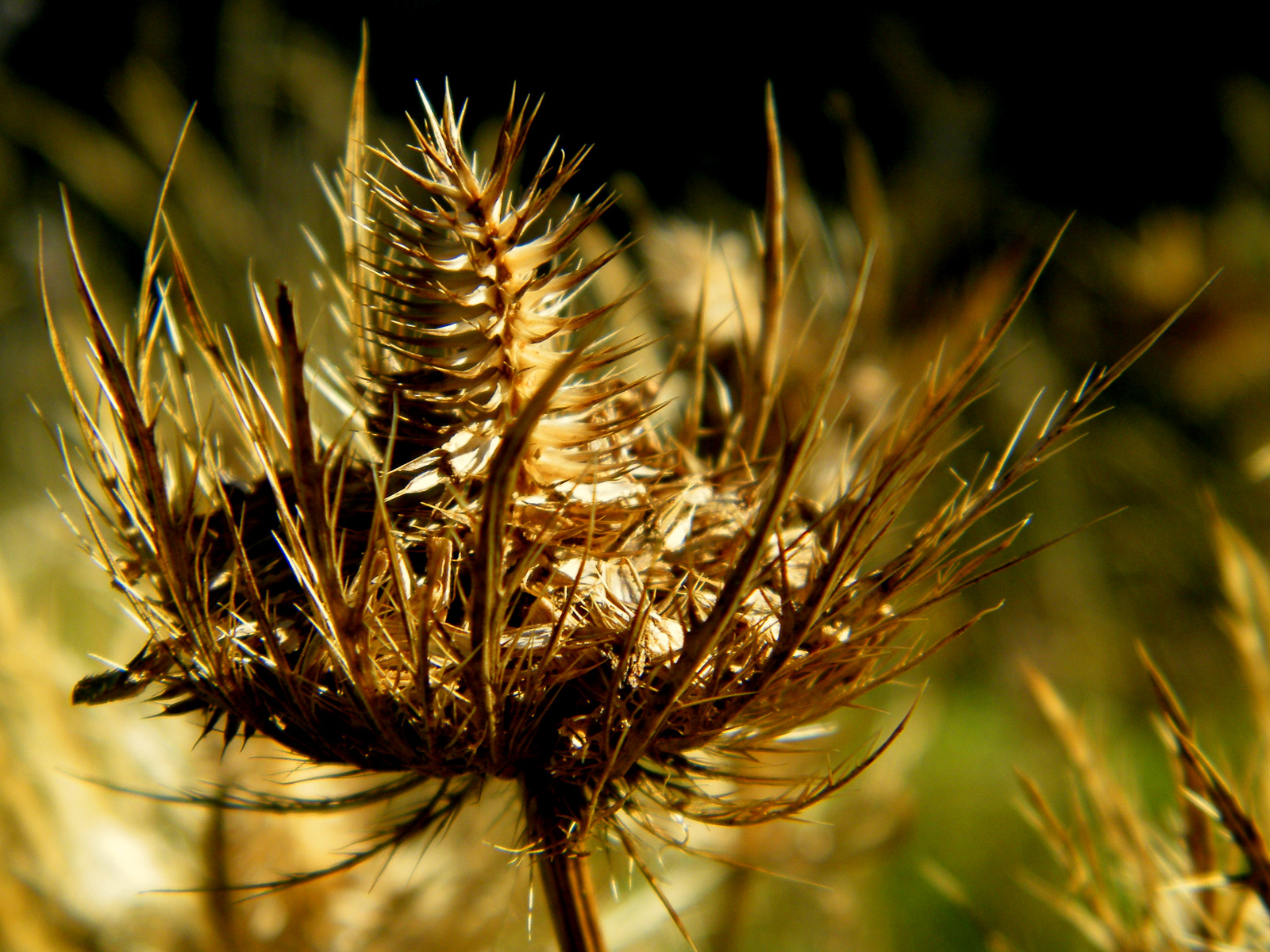 Wallpapers Nature Flowers 