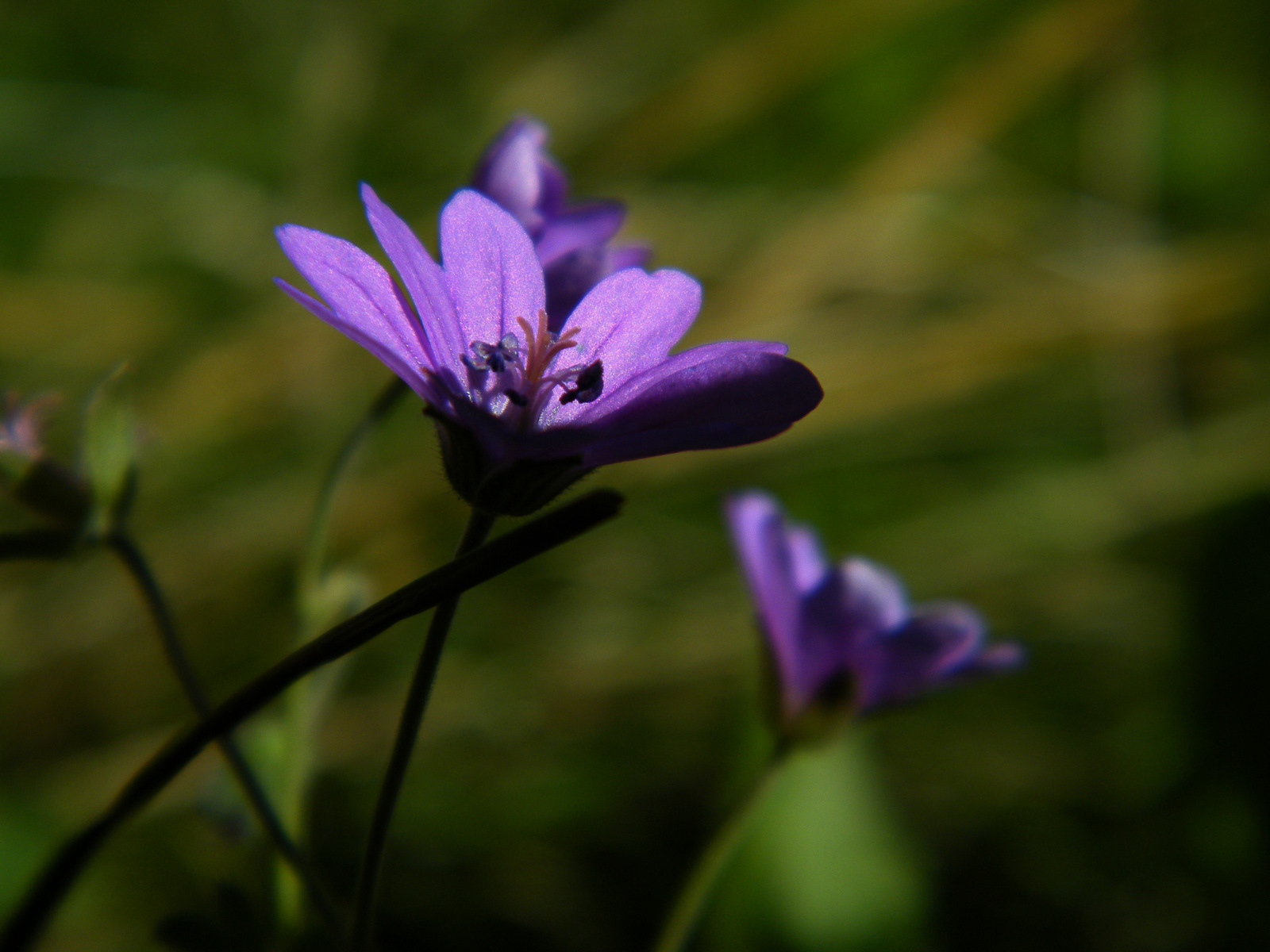 Wallpapers Nature Flowers 