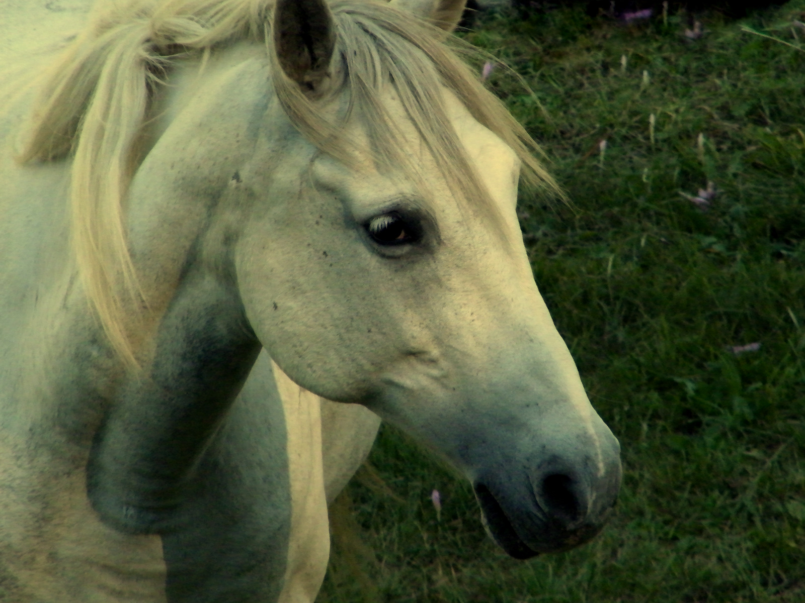 Wallpapers Animals Horses white