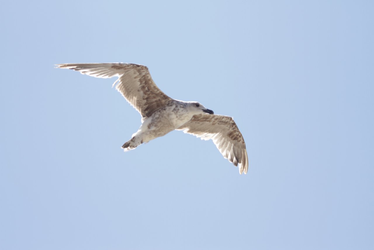 Fonds d'cran Animaux Oiseaux - Mouettes et Golands 