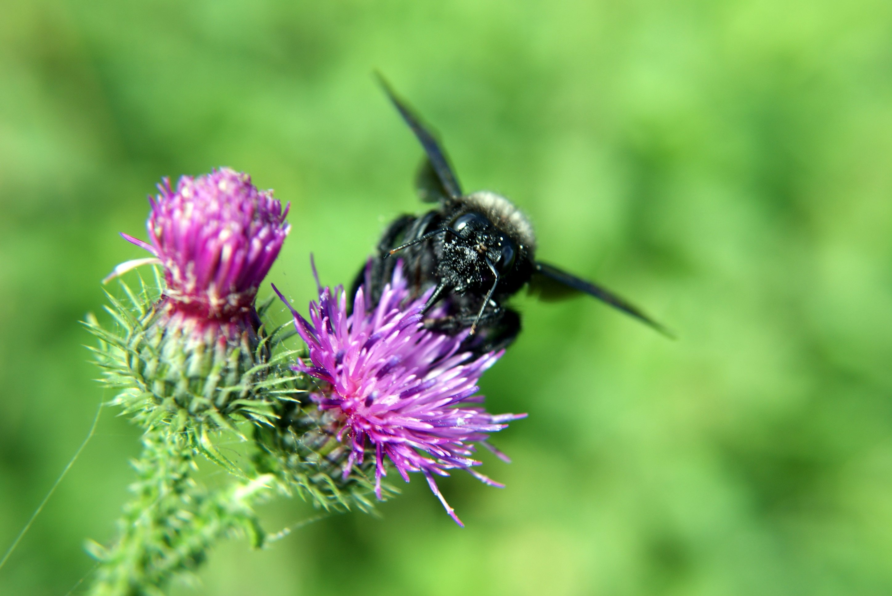 Fonds d'cran Animaux Insectes - Abeilles Gupes ... 