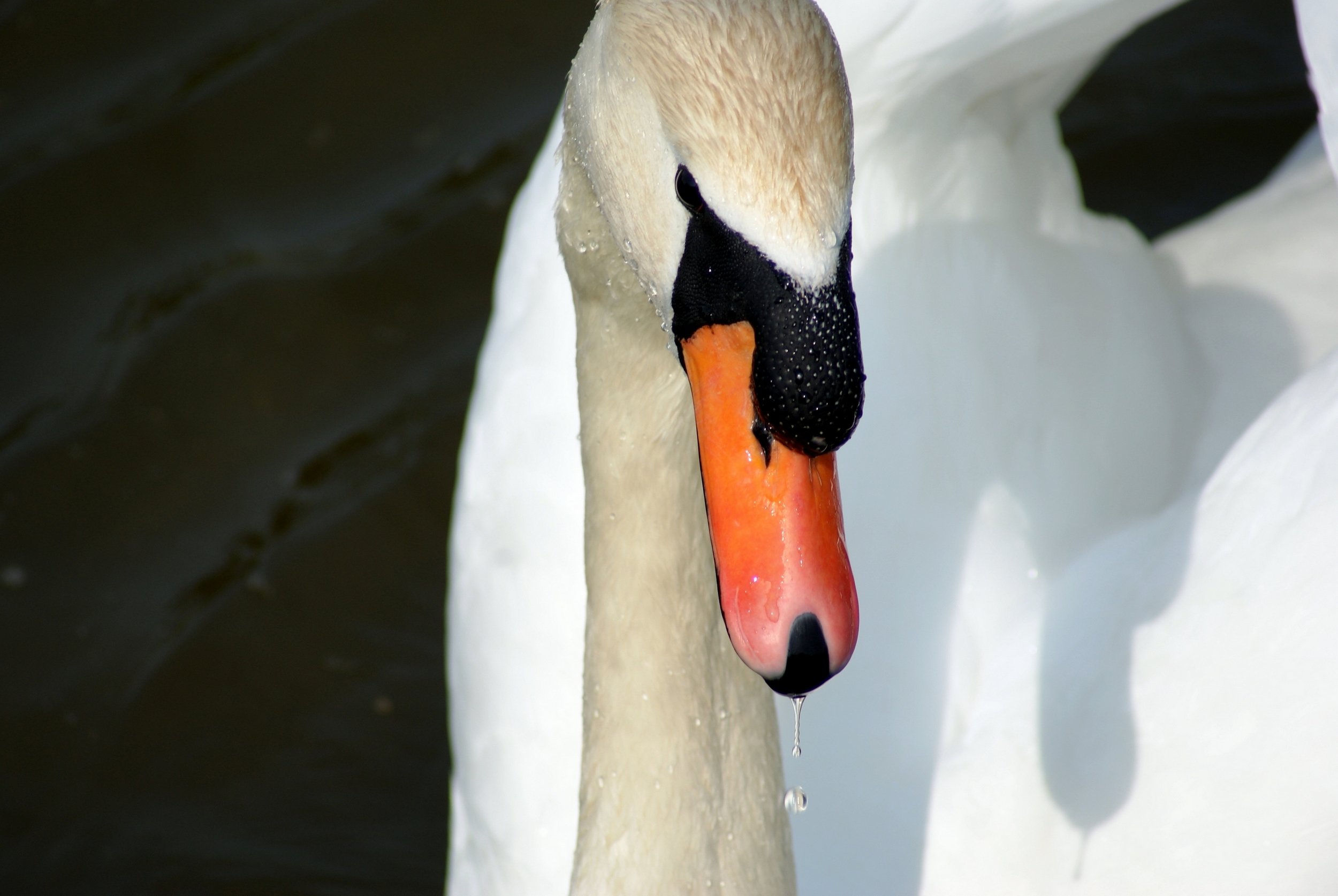 Fonds d'cran Animaux Oiseaux - Cygnes 