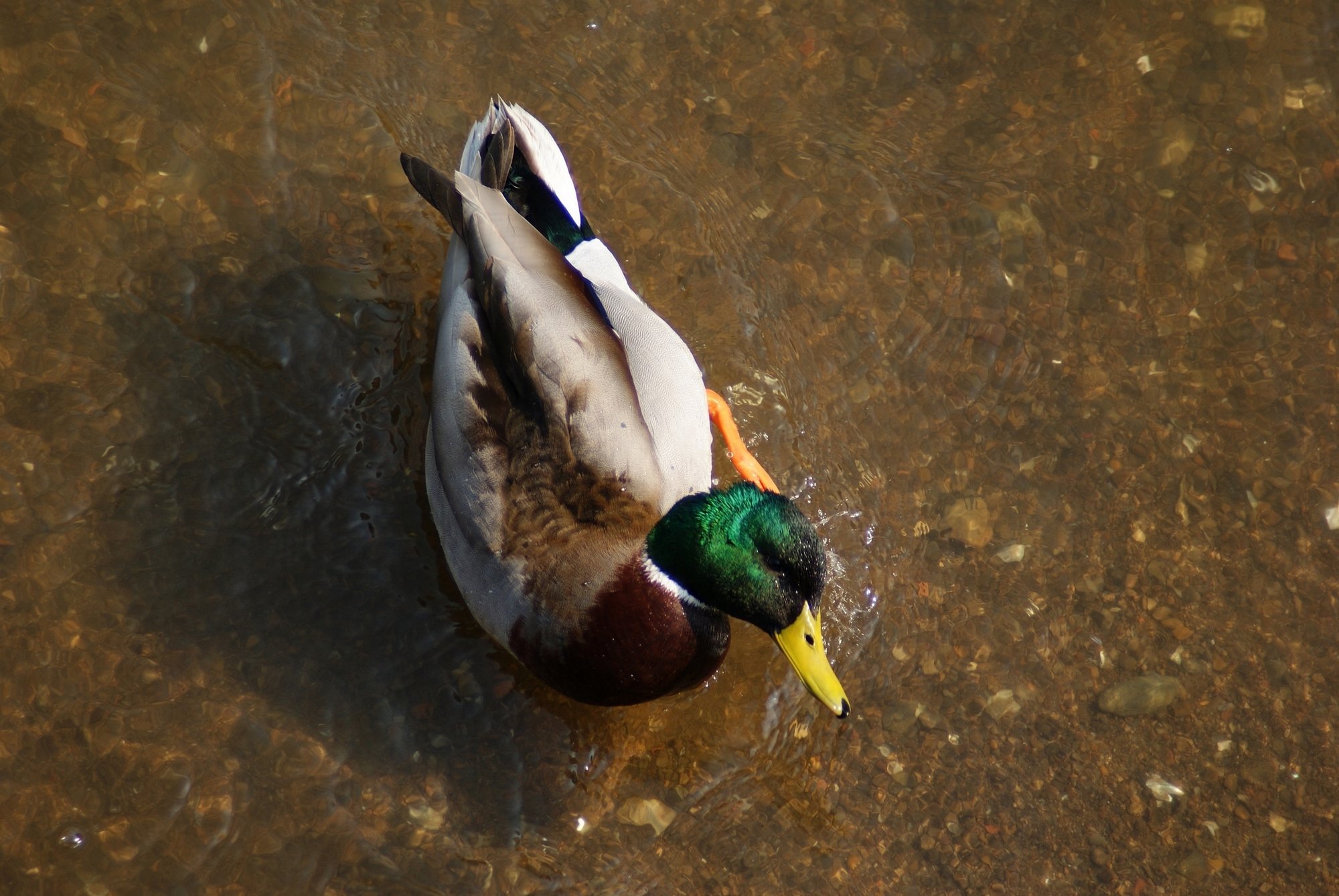 Fonds d'cran Animaux Oiseaux - Canards 