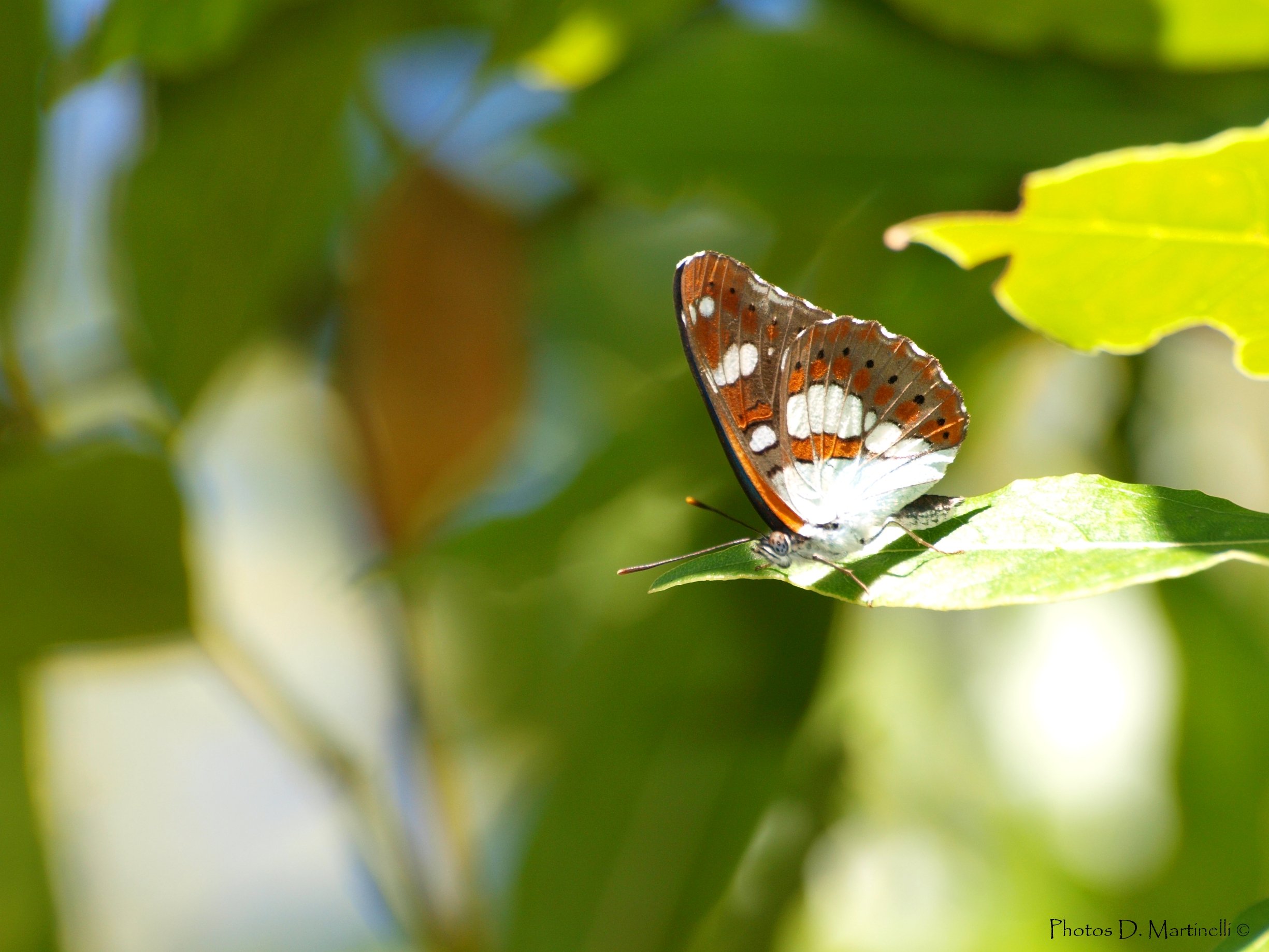 Wallpapers Animals Insects - Butterflies Papillon