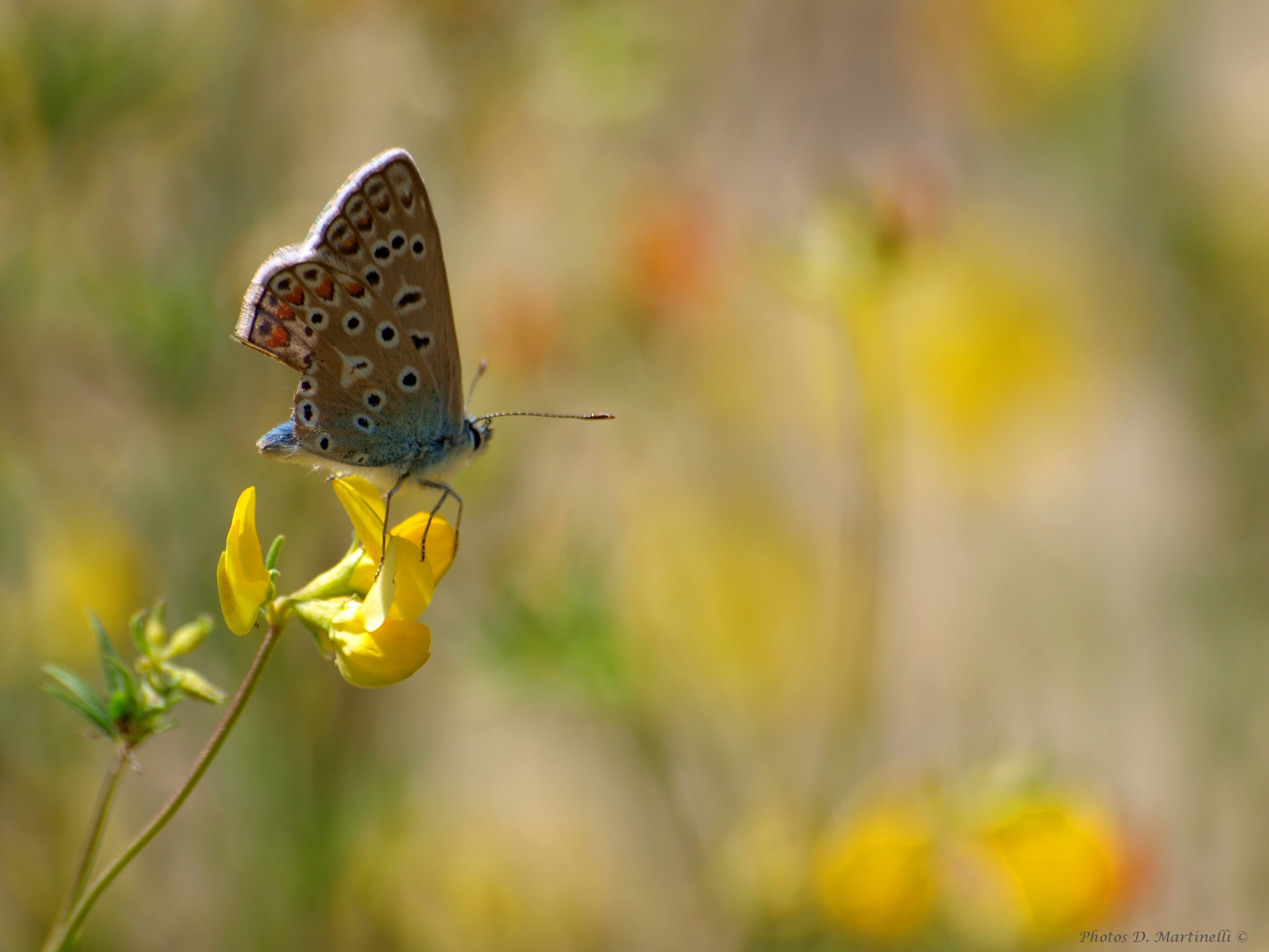 Wallpapers Animals Insects - Butterflies Butterfly