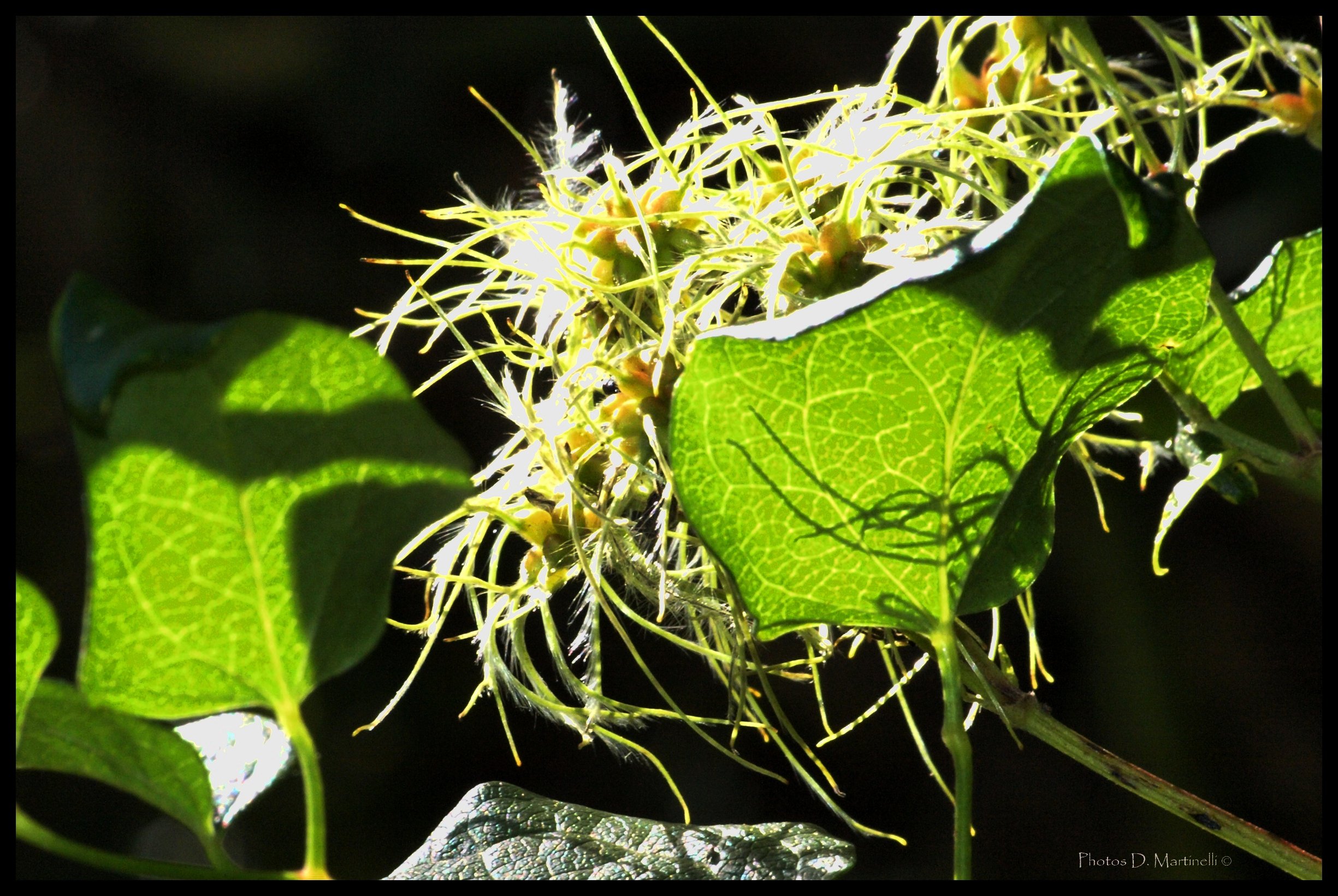 Fonds d'cran Nature Plantes - Arbustes Lumiere