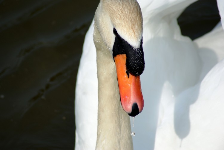 Fonds d'cran Animaux Oiseaux - Cygnes Wallpaper N284284