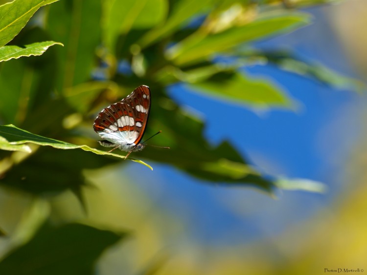 Wallpapers Animals Insects - Butterflies Papillon Couleur