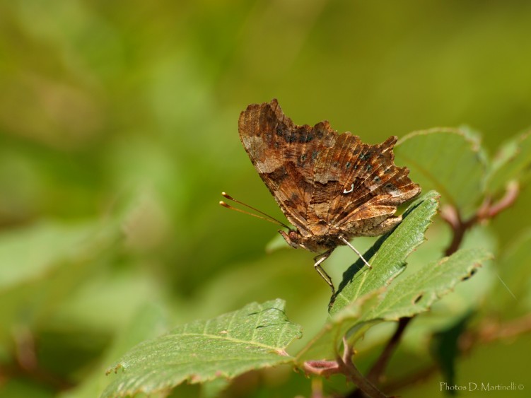 Fonds d'cran Animaux Insectes - Papillons Brown