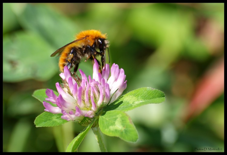 Fonds d'cran Animaux Insectes - Abeilles Gupes ... Abeille