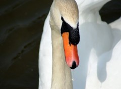 Fonds d'cran Animaux Image sans titre N284284