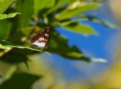 Wallpapers Animals Papillon Couleur