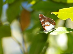 Fonds d'cran Animaux Papillon