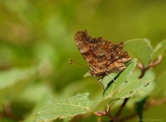 Wallpapers Animals Brown