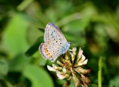 Fonds d'cran Animaux Papillon