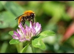 Fonds d'cran Animaux Abeille