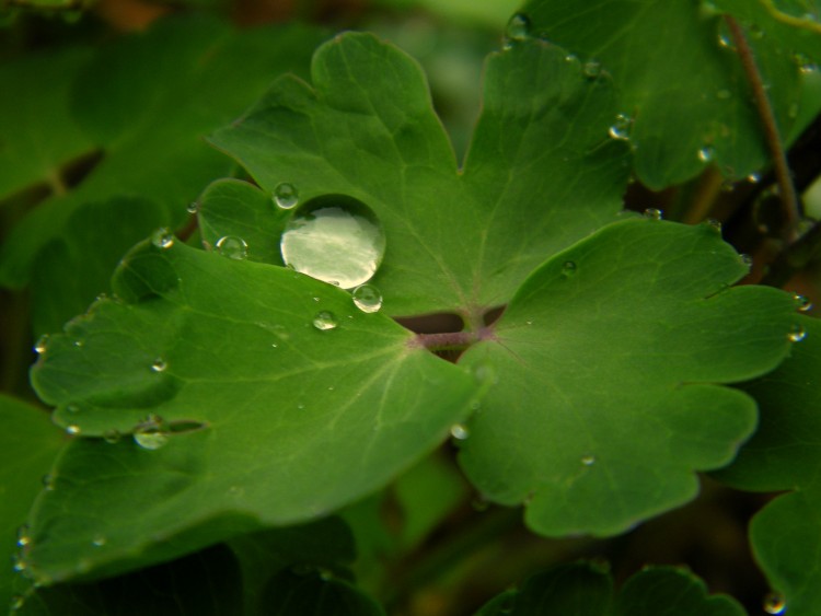 Fonds d'cran Nature Feuilles - Feuillages jour de pluie