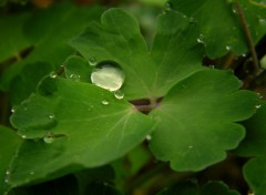 Fonds d'cran Nature jour de pluie