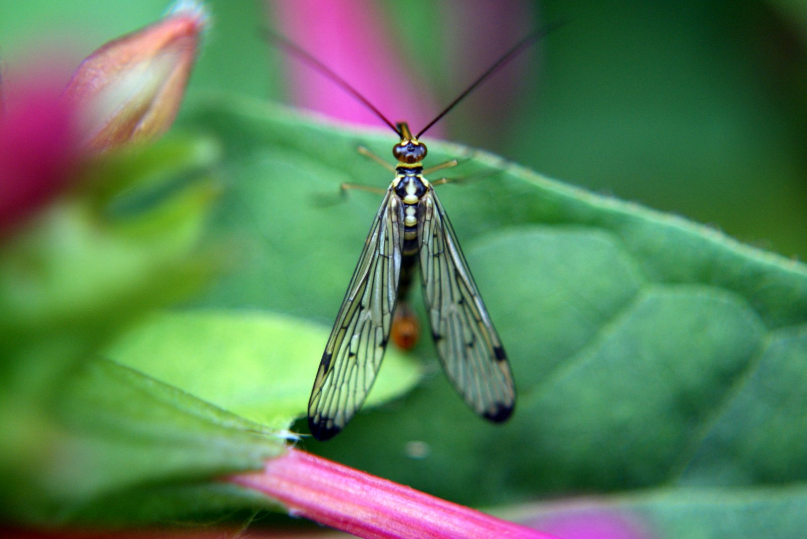 Fonds d'cran Animaux Insectes - Divers 