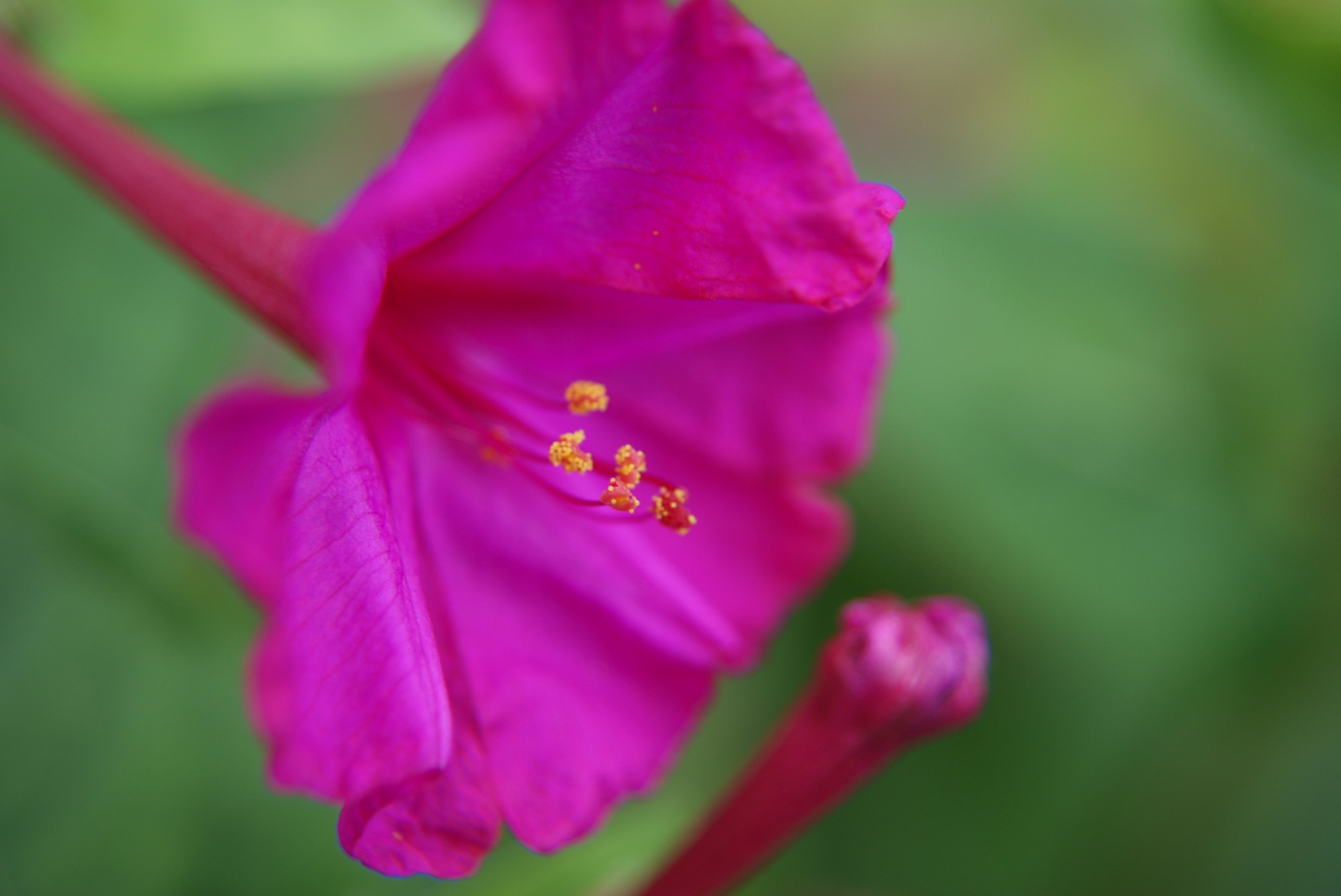 Fonds d'cran Nature Fleurs 