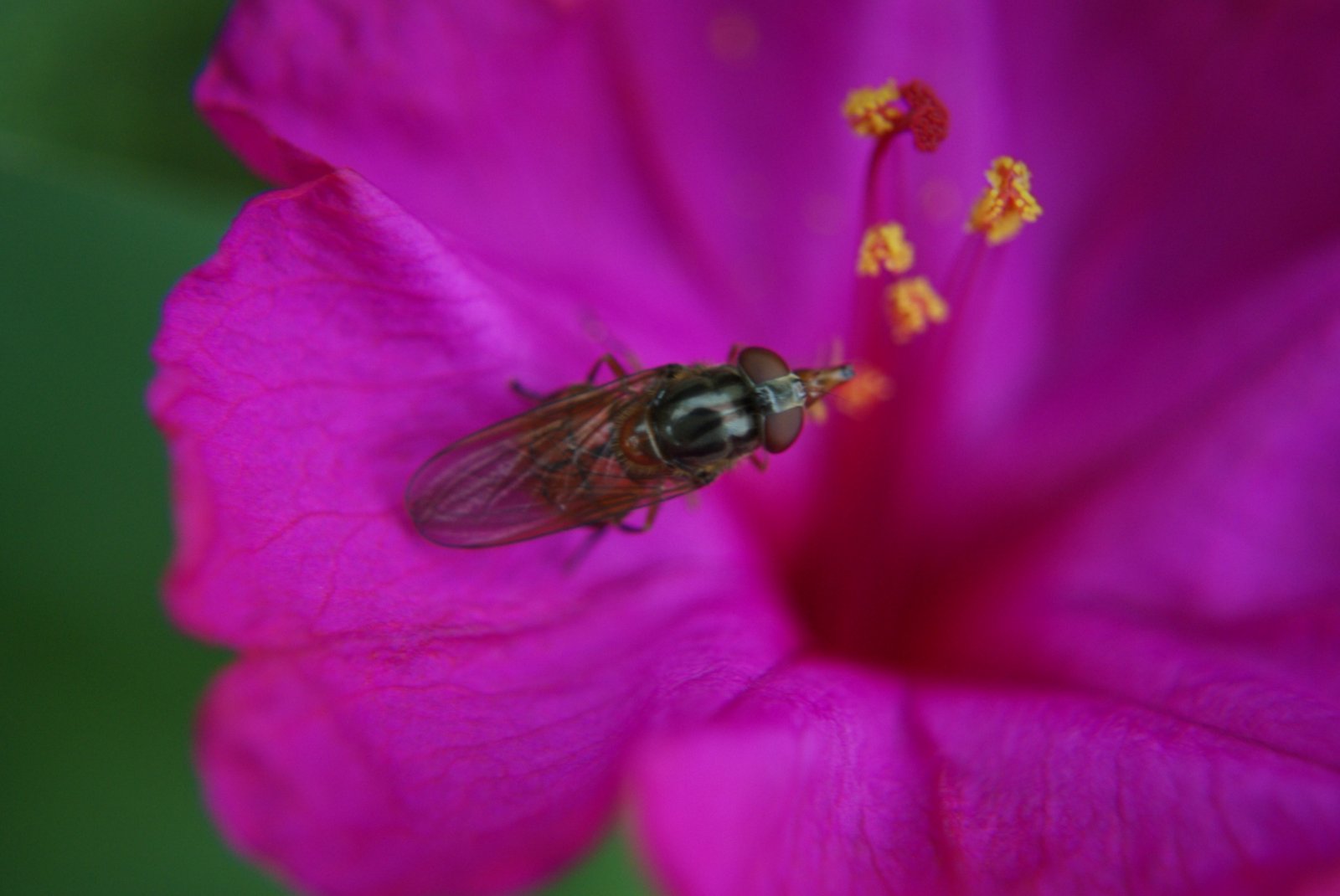 Fonds d'cran Animaux Insectes - Abeilles Gupes ... 