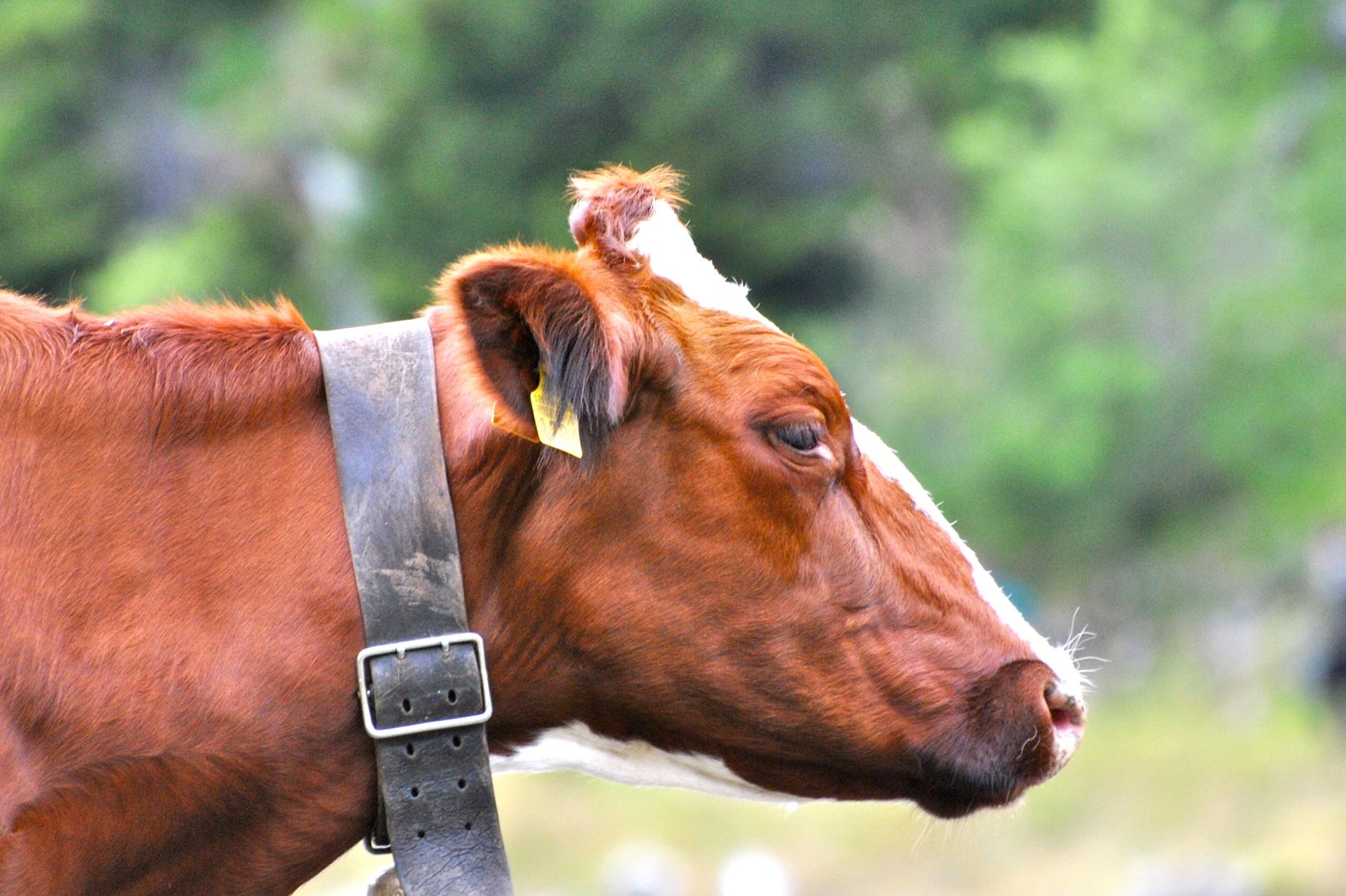 Fonds d'cran Animaux Vaches - Taureaux - Boeufs c'est vache