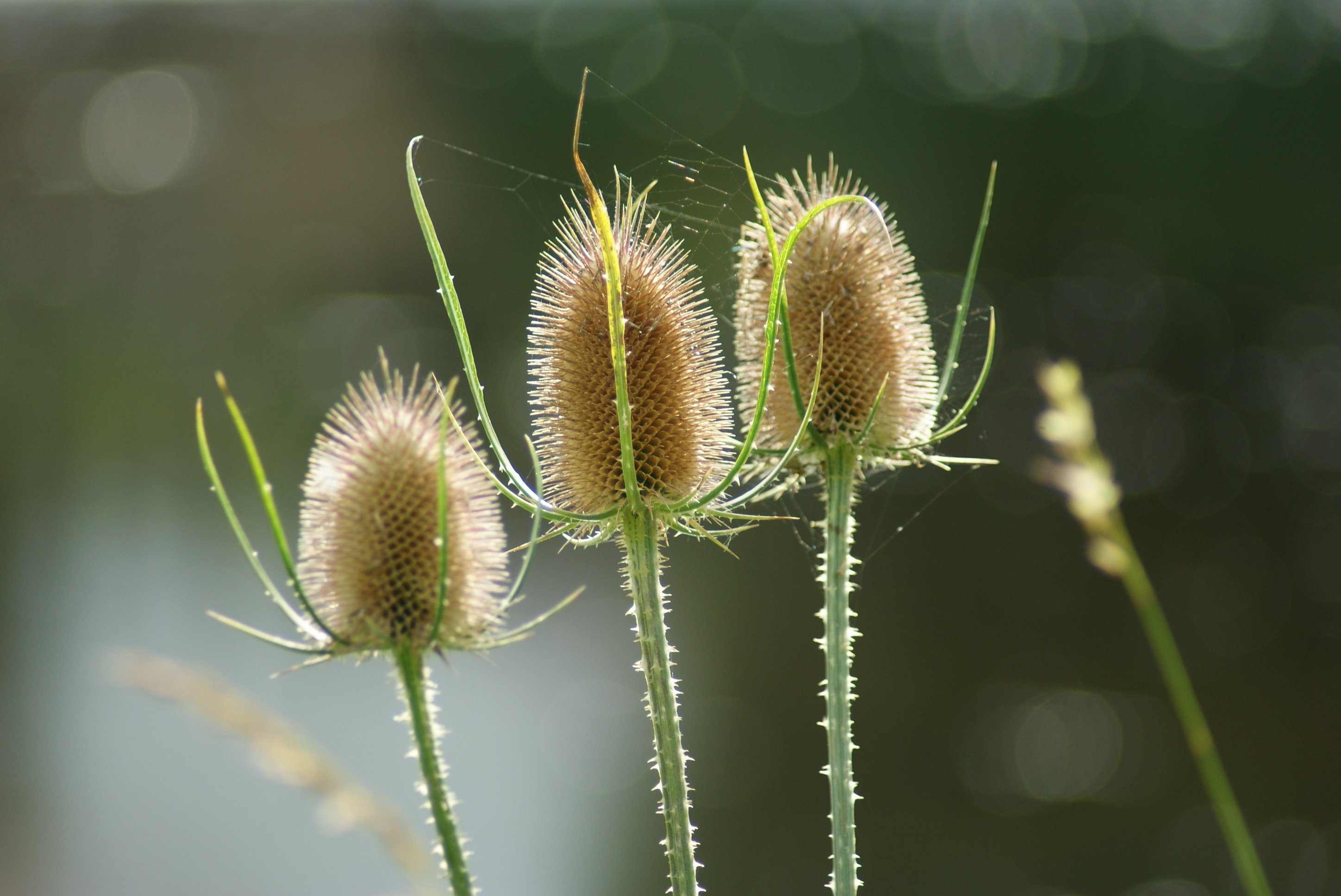 Fonds d'cran Nature Plantes - Arbustes 