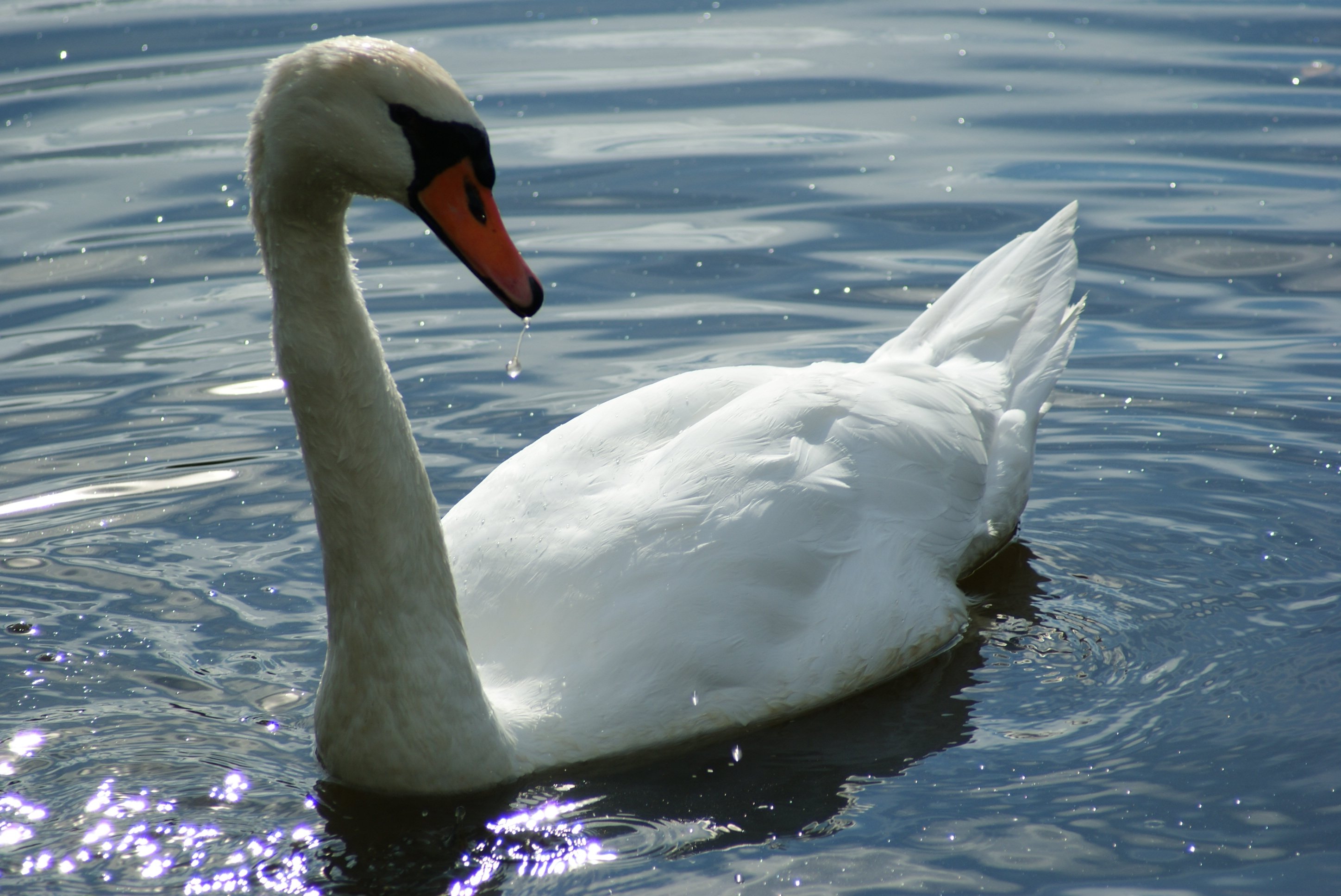 Fonds d'cran Animaux Oiseaux - Cygnes 