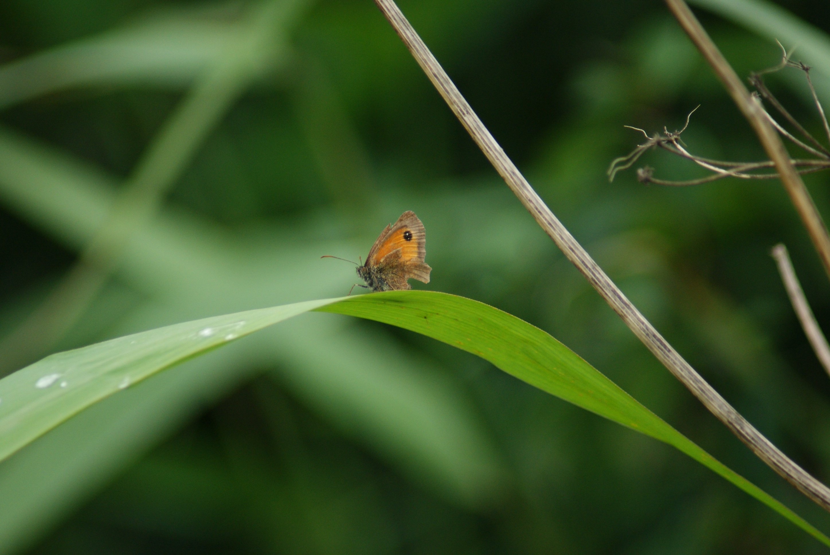 Fonds d'cran Animaux Insectes - Papillons 