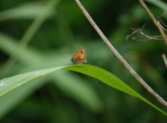 Fonds d'cran Animaux Image sans titre N284381