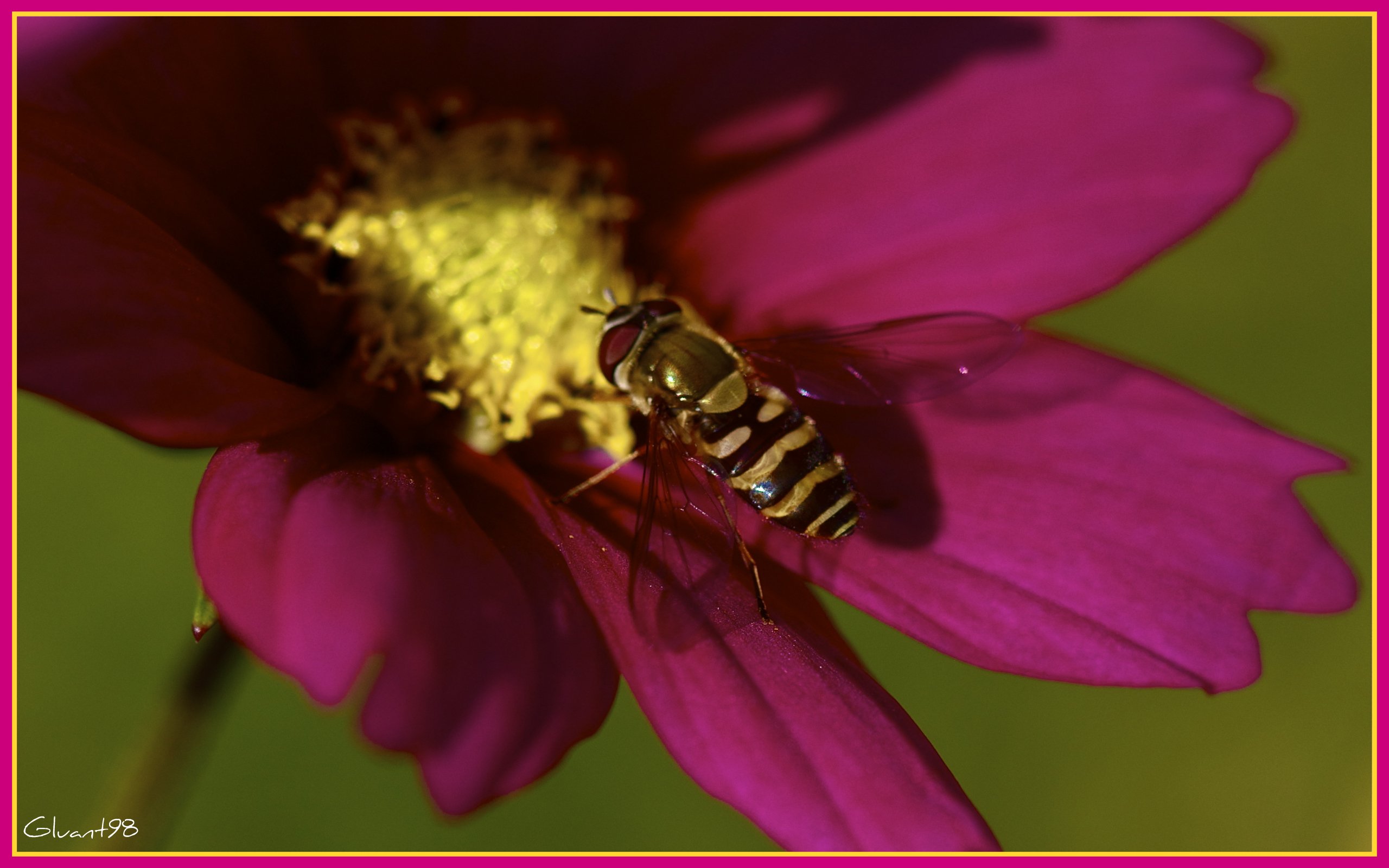 Fonds d'cran Animaux Insectes - Abeilles Gupes ... Mmm le nectar !!!