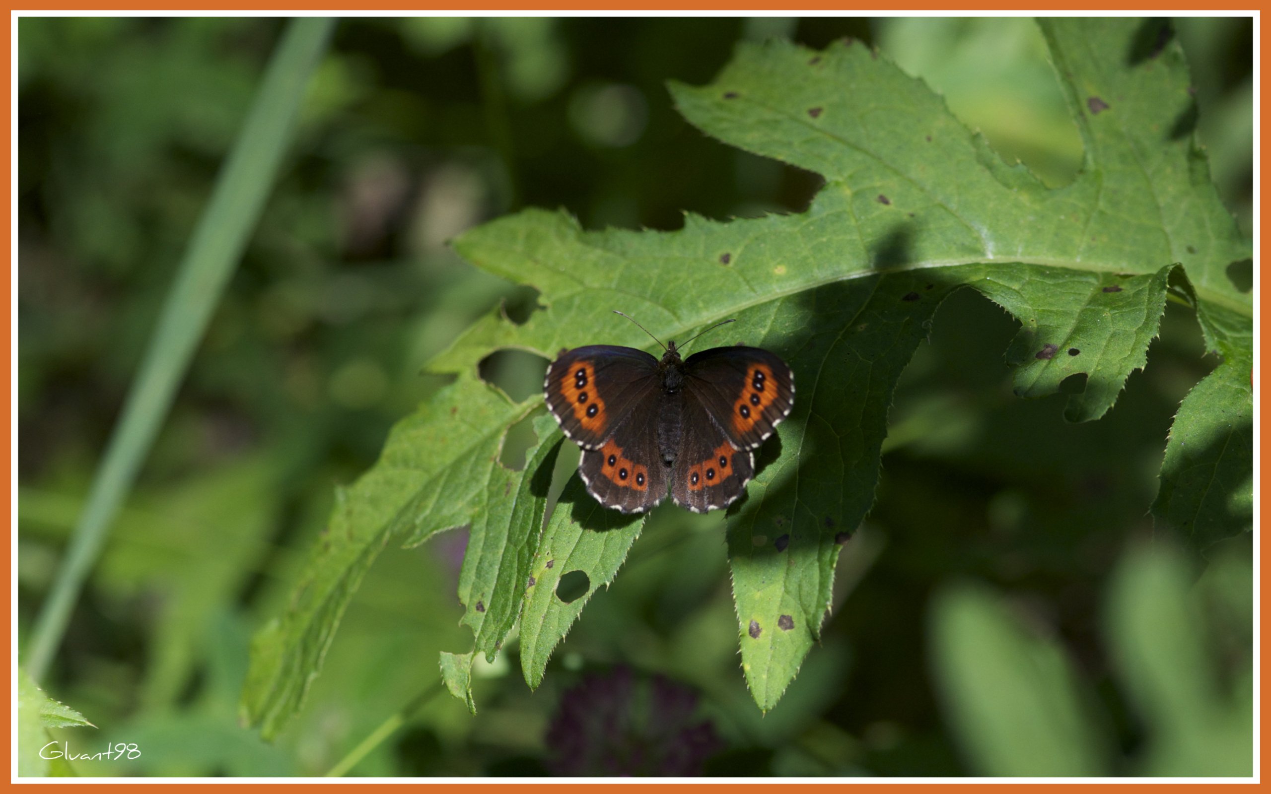 Wallpapers Animals Insects - Butterflies En pause