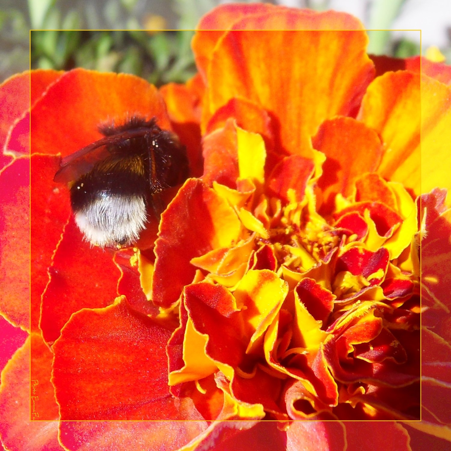 Fonds d'cran Animaux Insectes - Abeilles Gupes ... 