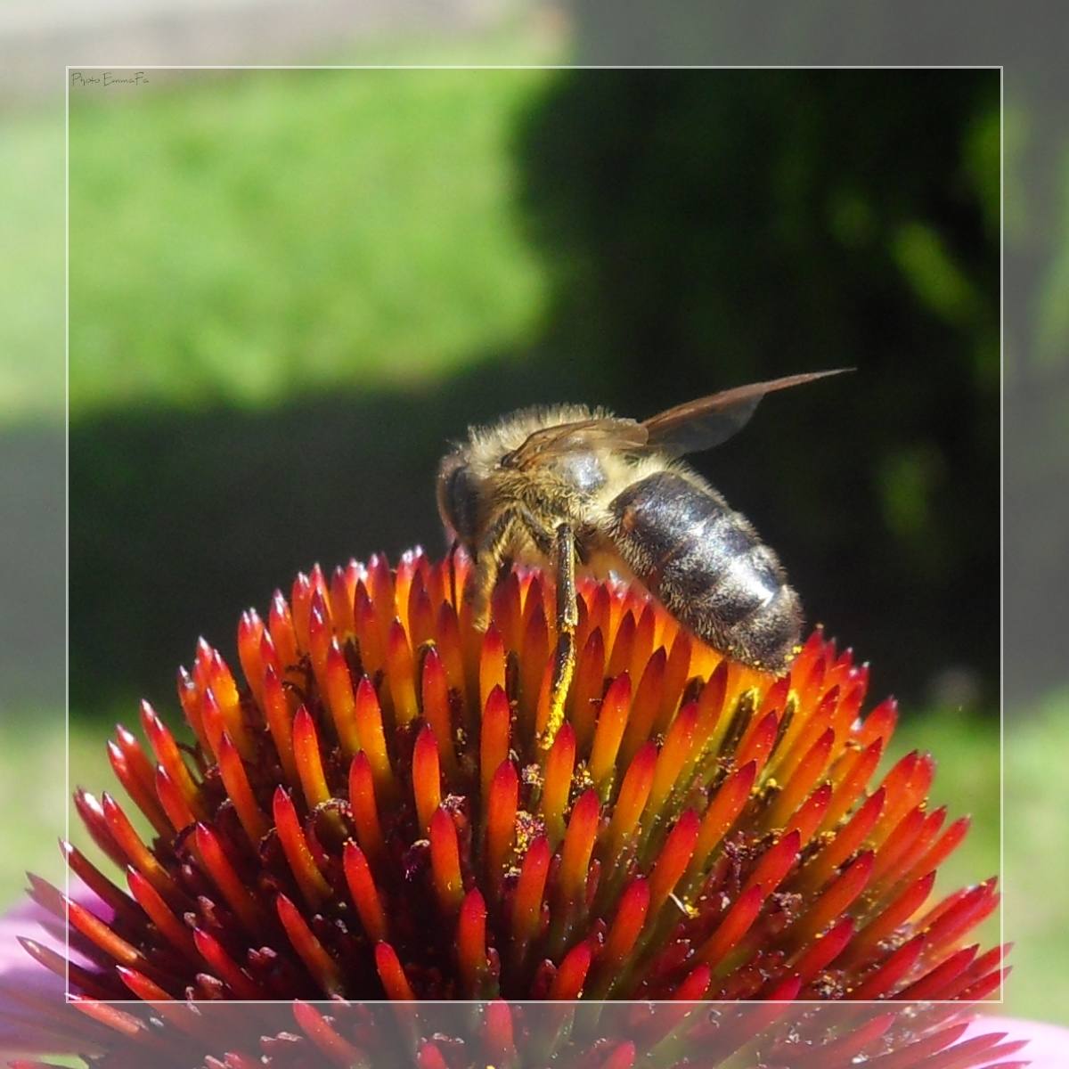 Fonds d'cran Animaux Insectes - Abeilles Gupes ... 