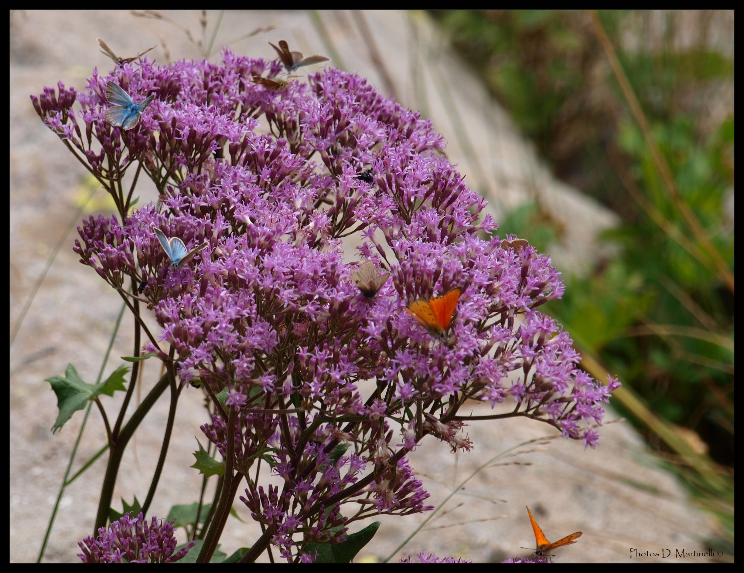 Wallpapers Animals Insects - Butterflies Sur une Fleur