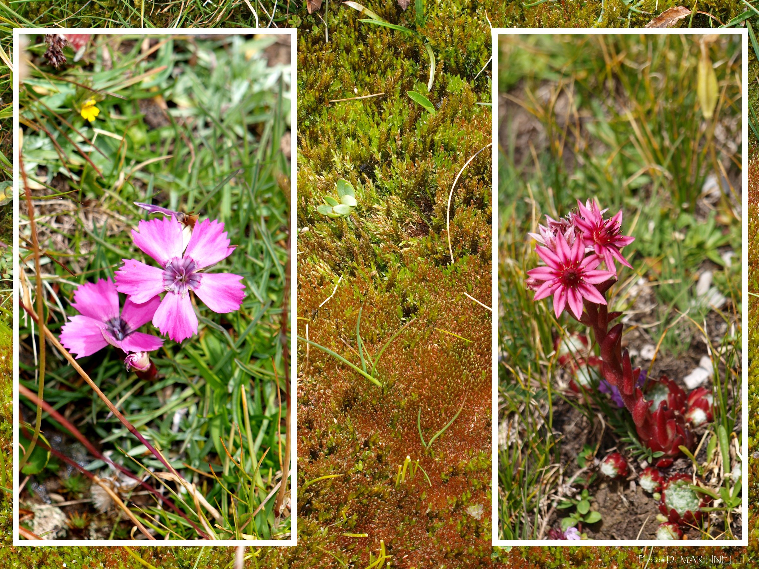 Wallpapers Nature Flowers Duo2