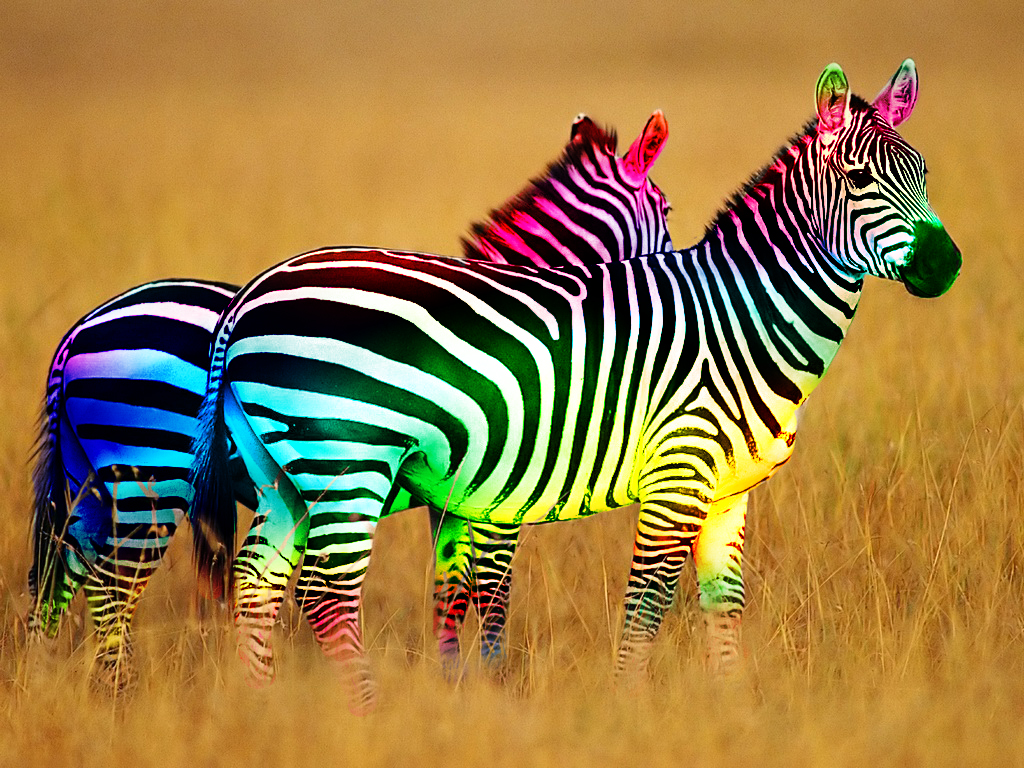 Wallpapers Digital Art Animals Zbres Colors