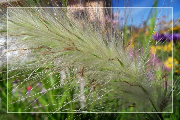 Fonds d'cran Nature Herbes Wallpaper N284426