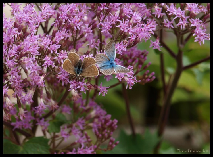 Fonds d'cran Animaux Insectes - Papillons Couples